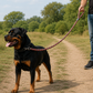 TPL 9mm Braided Rope Dog Leash | Red