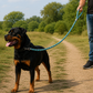 TPL 9mm Braided Rope Dog Leash | Teal
