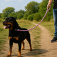 TPL 9mm Braided Rope Dog Leash | Pink
