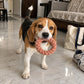 TPL Braided Rope Ring Toy