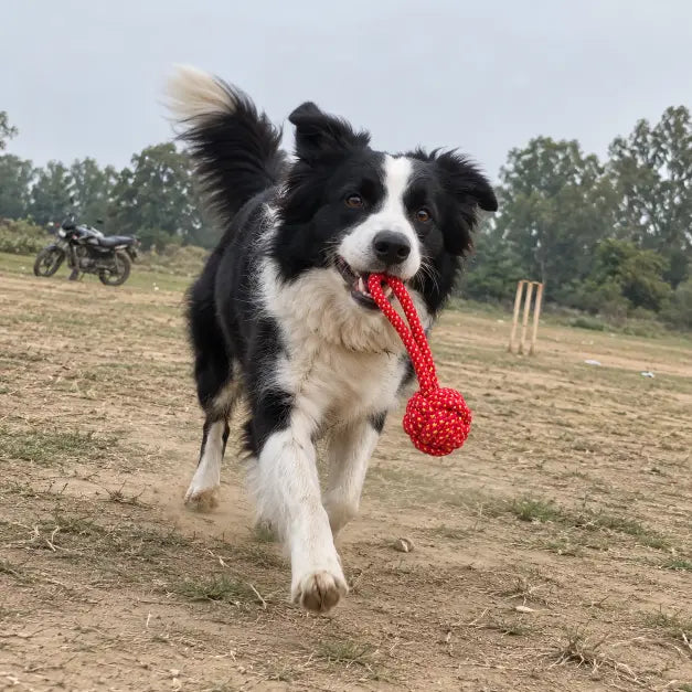 Rope Ball Chew Toy