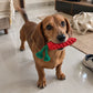 Carrot Rope Chew