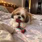 TPL Bone-a-Fide Chew Toy