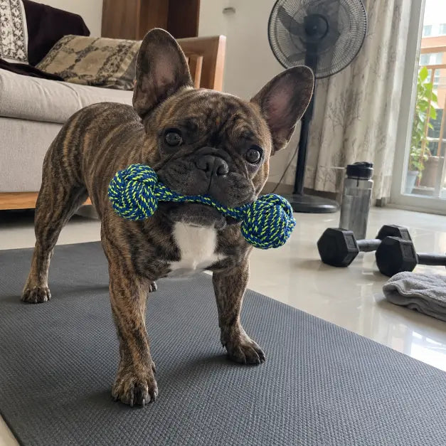 TPL Knotted Rope Dumbbell Toy