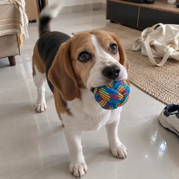 Knotted Rope Ball Chew Toy
